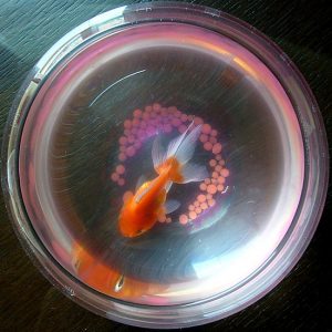 Read more about the article How does Stripe work? Stripe vs Paypal.